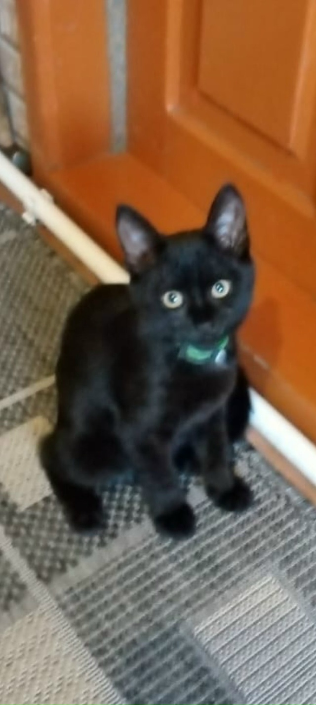 Пост для ваших животных в комменты отдам приму нашли п?...