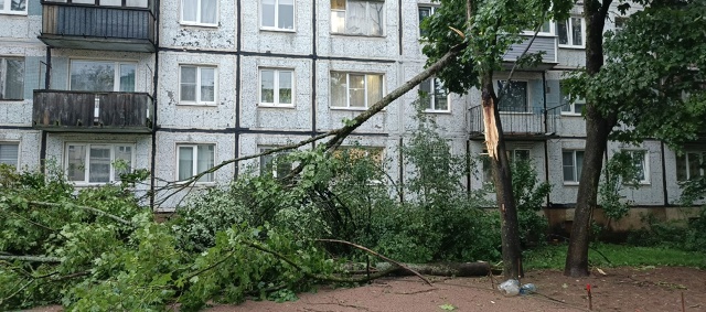 Молния срубила дерево ?