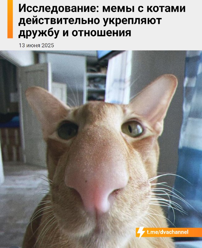 Мемы с котами реально помогают людям становиться ближе и поддерживать дружеские и личные отношения,