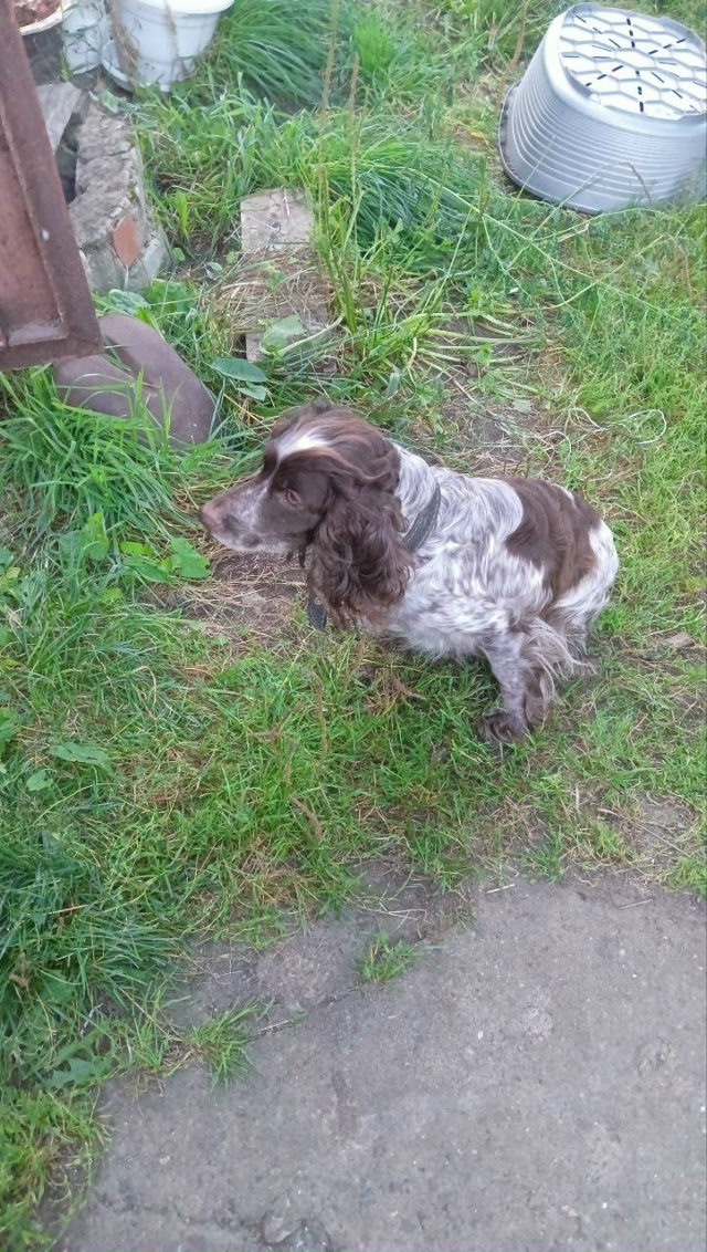 Отдам собаку в добрые руки, девочка очень добрая, дома ?...