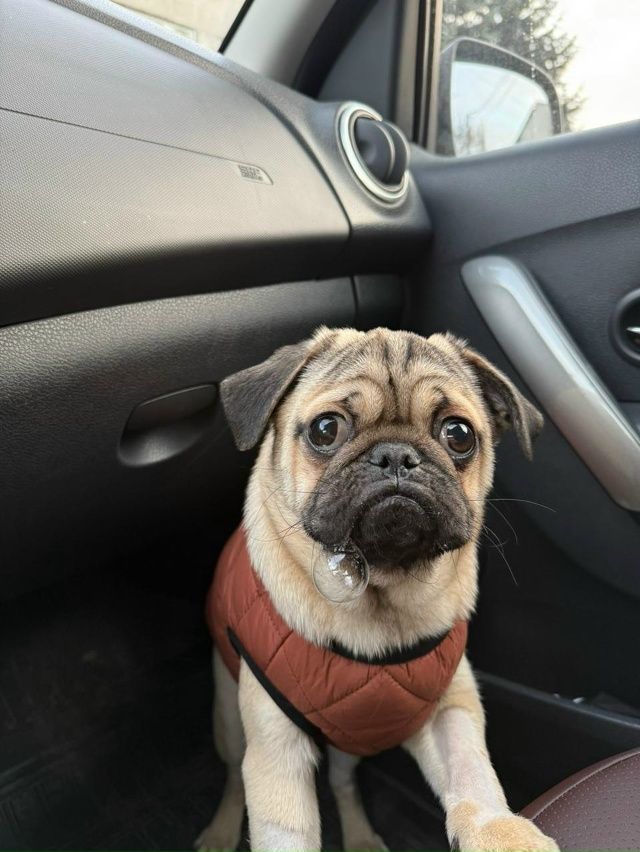 🤍 Доброты пост: курские ветеринары отказались усыпля?...