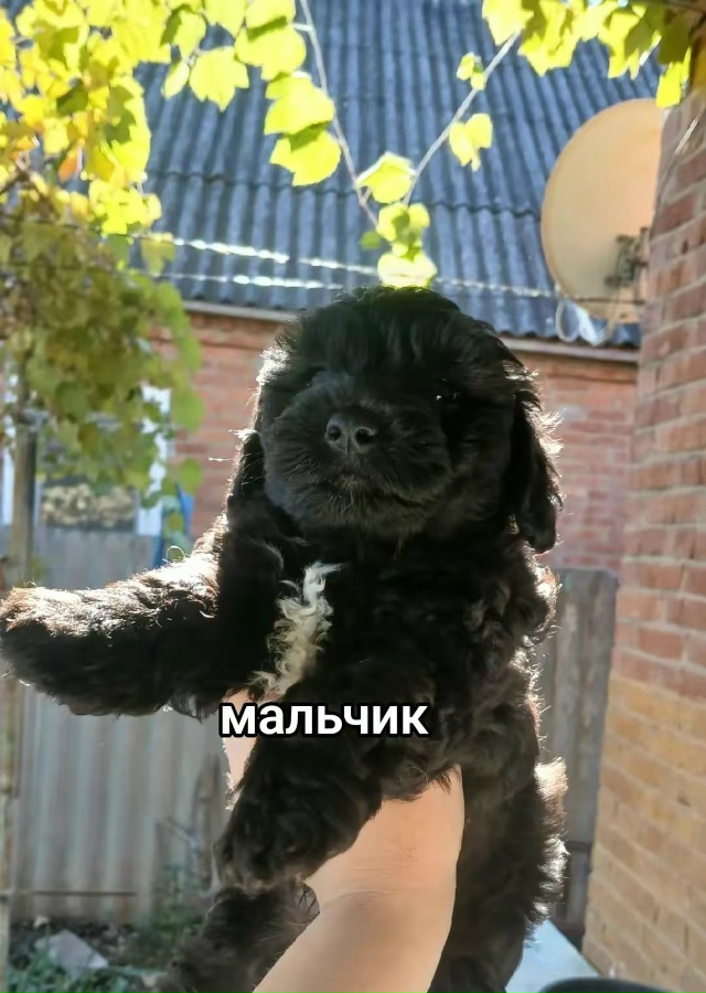 Отдам щенков в добрые руки. Им уже почти два месяца, куш...