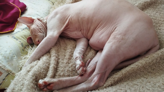 А это у нас Феникс, а так же Фенюша, Фенечка, Фенюшечка, ?...