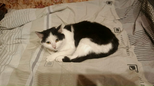 Здравствуйте, разместите пожалуйста объявление. Молод...