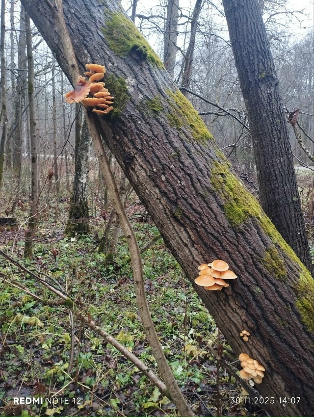 А вы знаете, сколько вкуснятины в зимних лесах Можайск?...