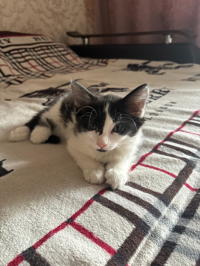 Ищем верных хозяев❤️
Котенок, 5 месяцев, мальчик.
Куша?...