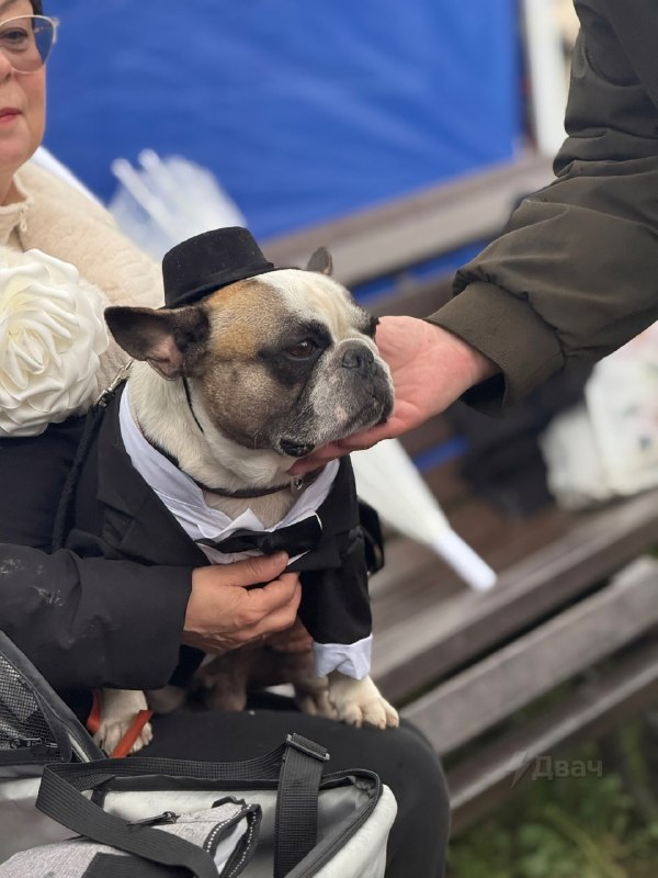 Мимиметр зашкаливает: в Воронцовском парке Москвы устроили парад французских бульдогов.
Пёсики в на