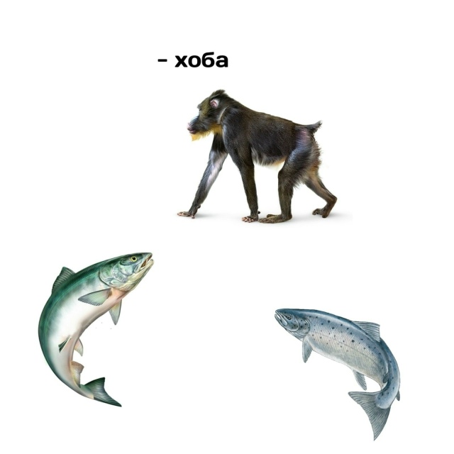 Эволюция, бессердечная ты стерва