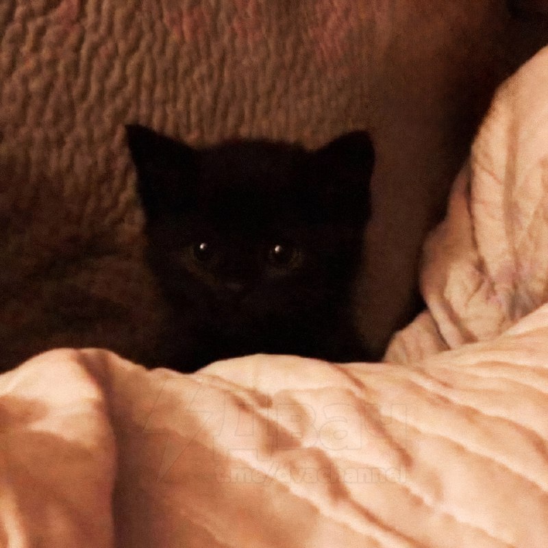 Сегодня отмечается День защиты чёрных котов
Эти котики не приносят несчастья, как многие думают, а