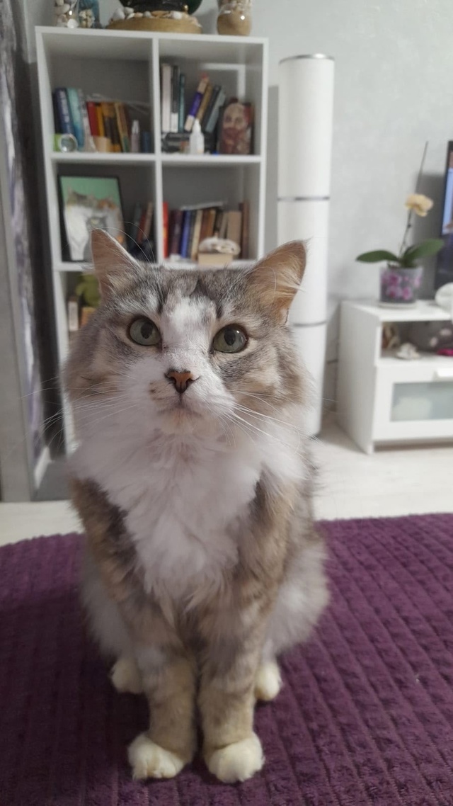 Позвольте представить ➡️ котик МАРИС 🐈.
Кот поистин?...