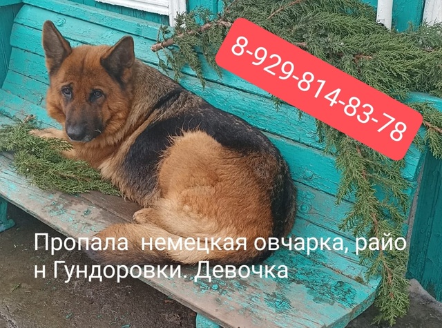 Пропала собака. Район Гундоровка - Комиссаровка.
Проп?...