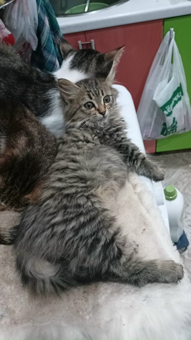 КИРОВ. КАЛУЖСКОЙ ОБЛ. 🆘 Серенький 2-3 мес. Доставка. Оче?...