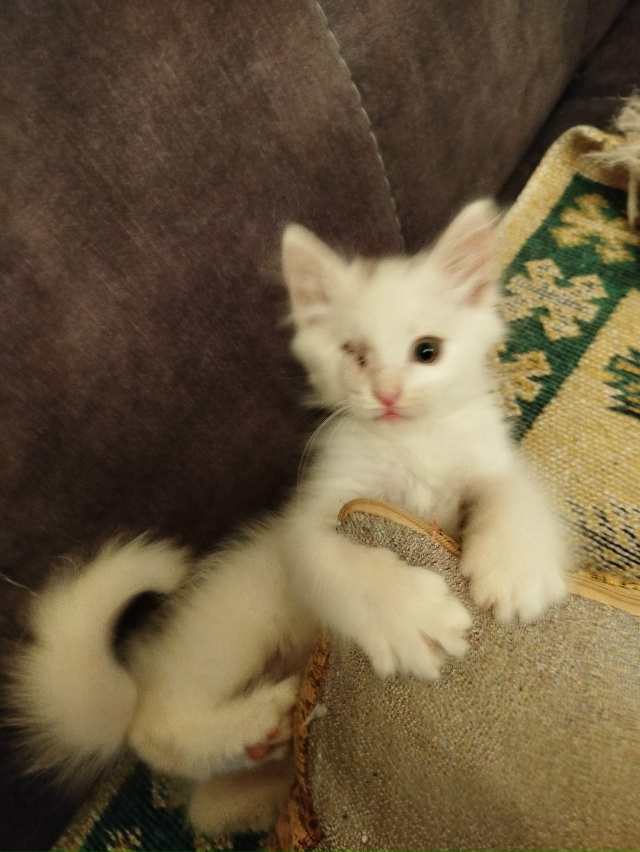 Капитан Джек Котофей, растёт настоящим пиратом. Любим ?...