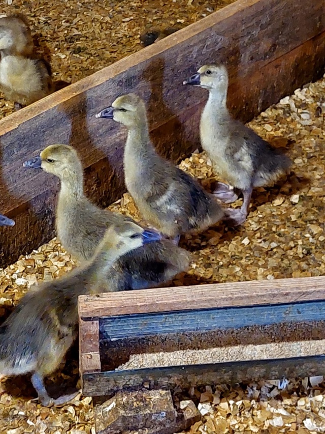 ❗❗❗ПРОДАЮТСЯ❗❗❗
Цыплята ? Бройлерные 50-ти дневны?...