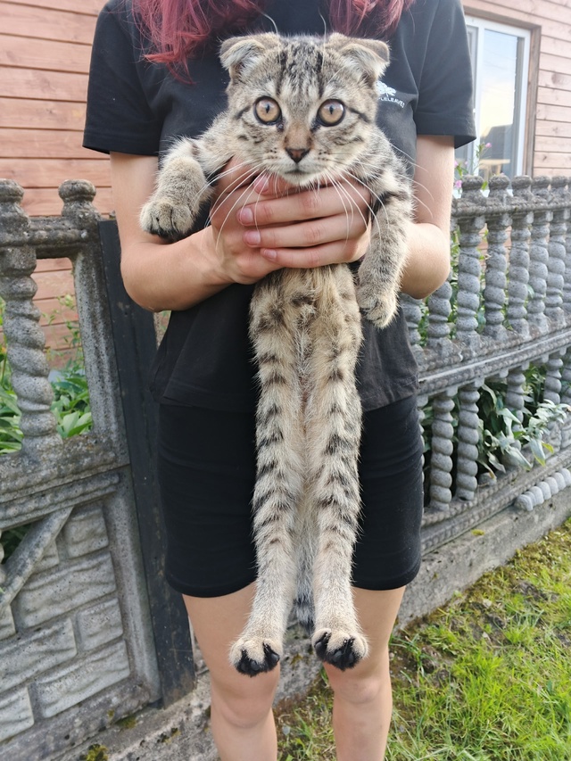 🐱Отдаем в добрые руки.
Звонить 89201834537