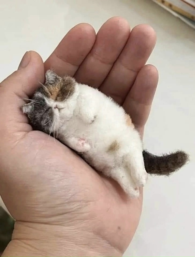 Сделал свою кошку из войлока, это вышло невыносимо мил?...