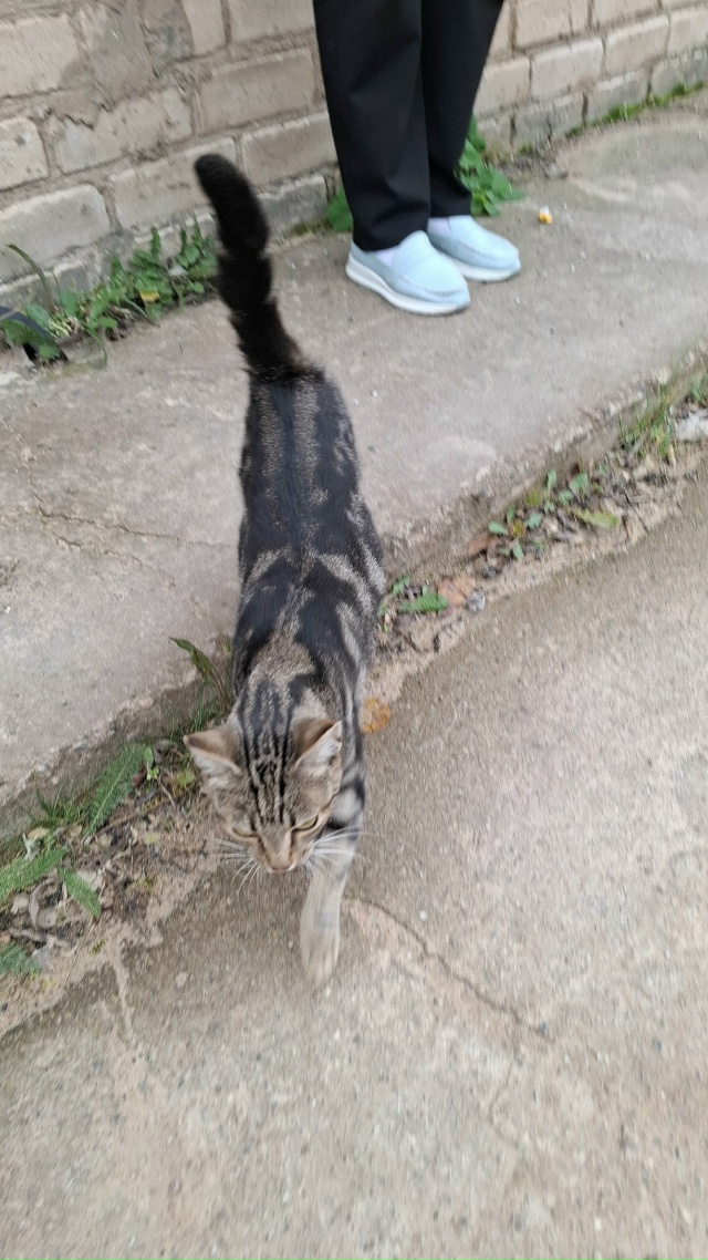 ❓Чья потеряшка молодая бегает по территории бетонног?...