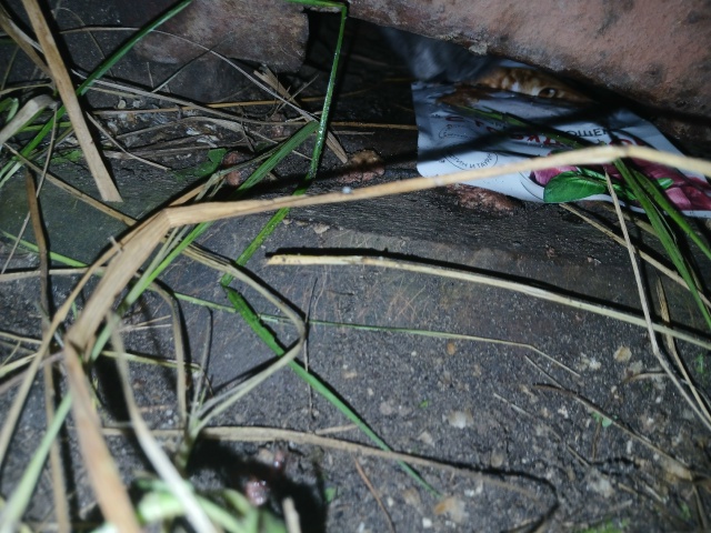 Кто запер кота на кв.Северном в 103 гараже?Голодный,корм ...