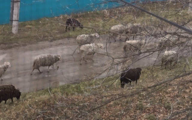 Ещё раз увижу этих бесхозный, знайте, что кто-то поужин?...