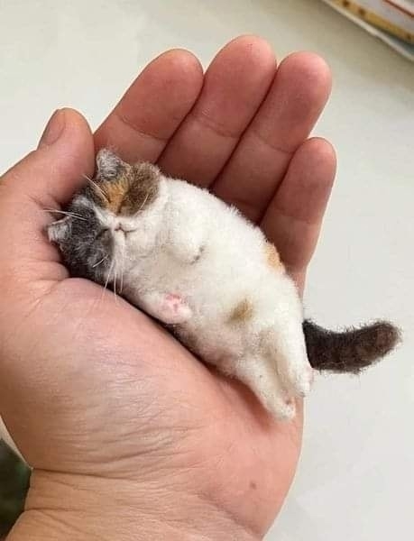 Карманный котик))) =»>