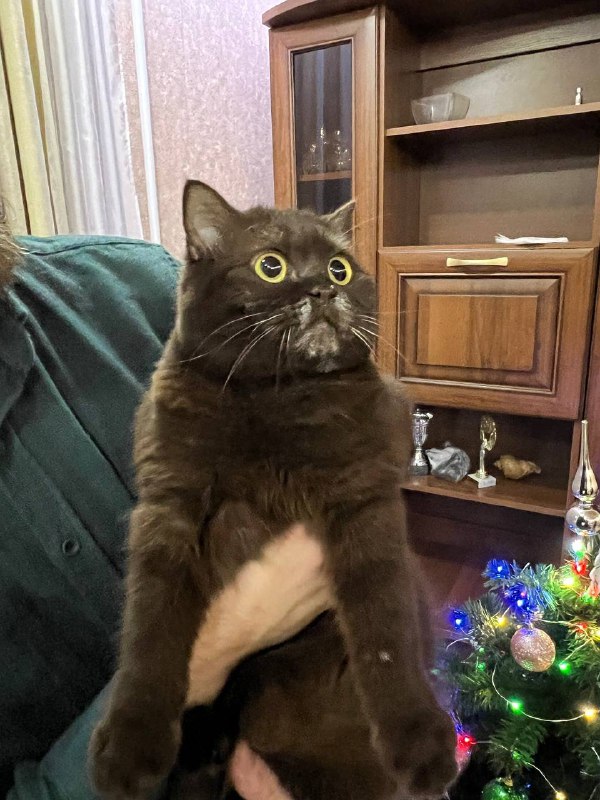 Вылазка на новогодний стол прошла успешно