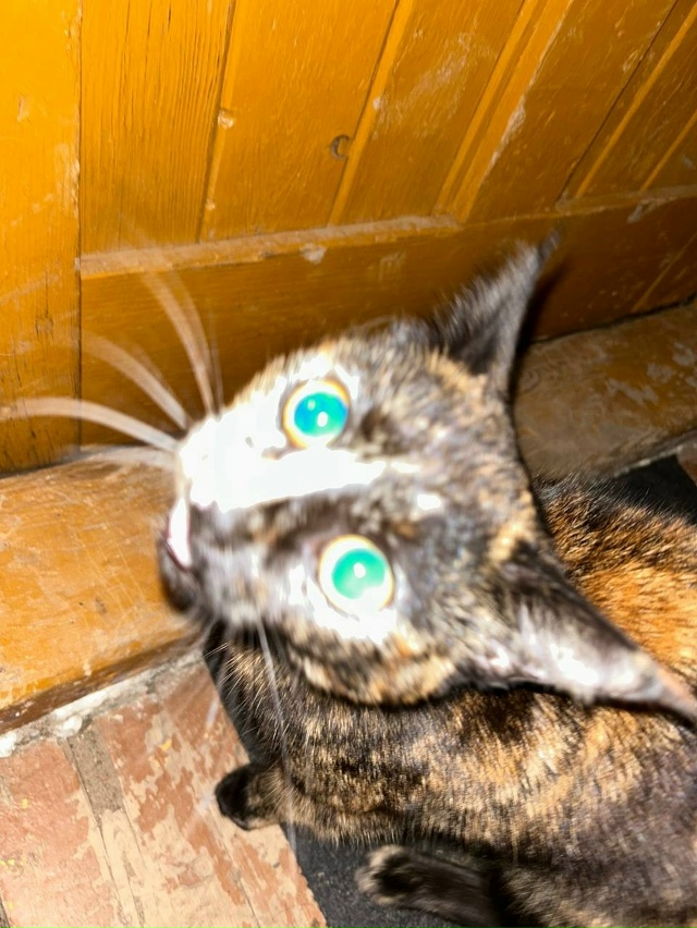 нашли кошку, сидит в подъезде, видно домашняя