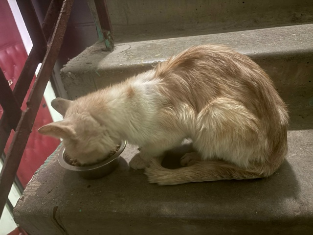 Срочно!
Можайск, База , кот. очень худой и голодный, зуб?...