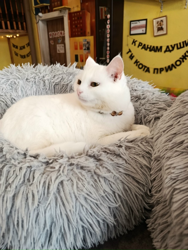 Не буду говорить, где, чтобы не было рекламы, я сегодня ?...