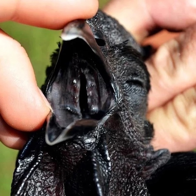 Аям чемани — куры этой редкой породы черные не только ?...