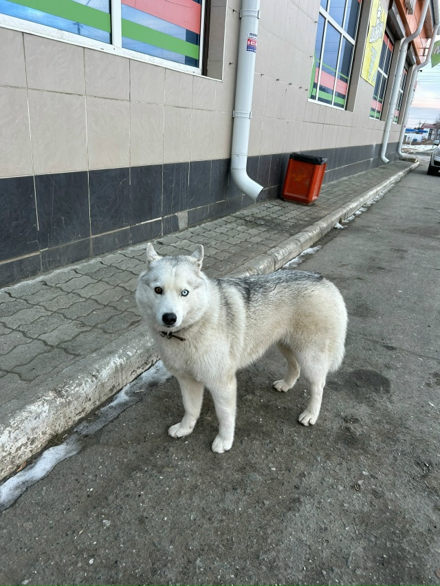 Кто потерял собачку? Сейчас ждёт своих хозяев у 25 монет...