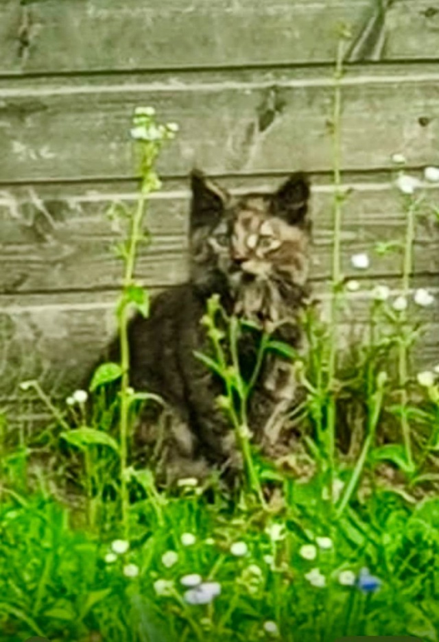 Я котенок необычного окраса ищу новый дом 🏠 Я вырасту ...