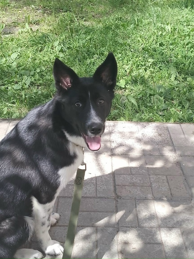 Потерялась собака
Если кто видел просьба сообщить по т...