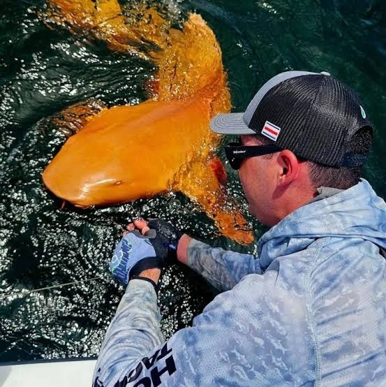 Первая в мире оранжевая акула
У берегов Коста-Рики пой...