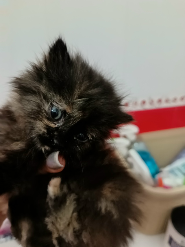 Нашли в траве котёнка, недели 3-4, отмыли, накормили. Кот?...