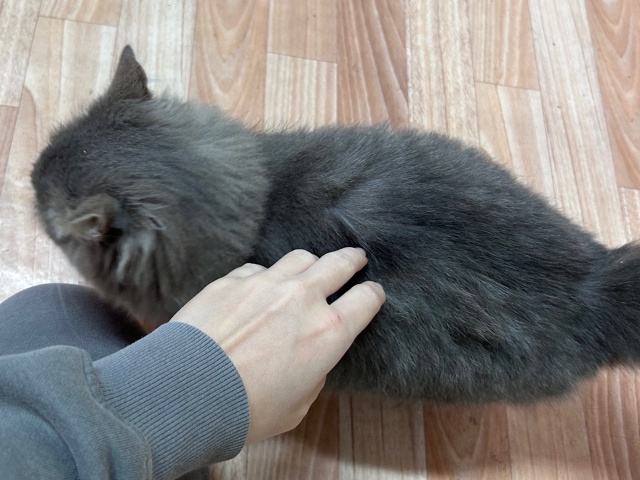 Пришла кошечка-малышка к нам на дачу🐈 Очень нежная и л...