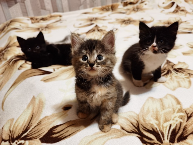 Животные
1. Потерялся котик в районе Шанхая, просьба со...