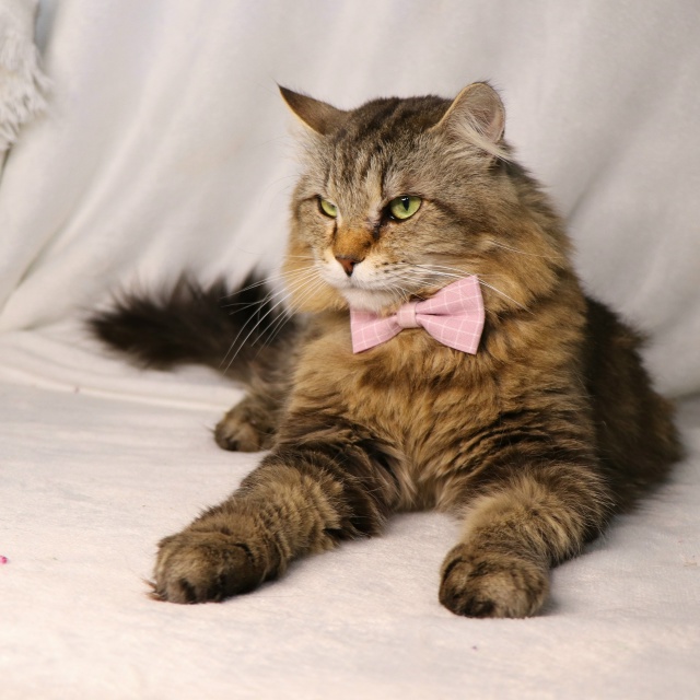 ⭐️Раф⭐️
Рафаэль - весьма харизматичный кот. Крупны?...