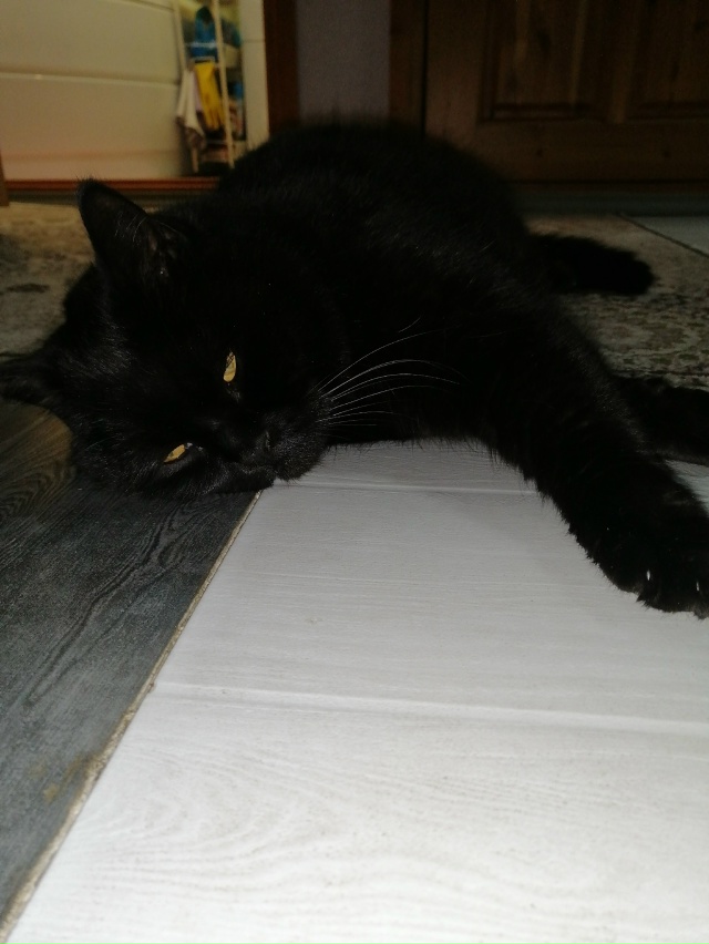 Мои котобоги)
Косыгин (дворянин 9 лет) и
Черномырдин (ин?...