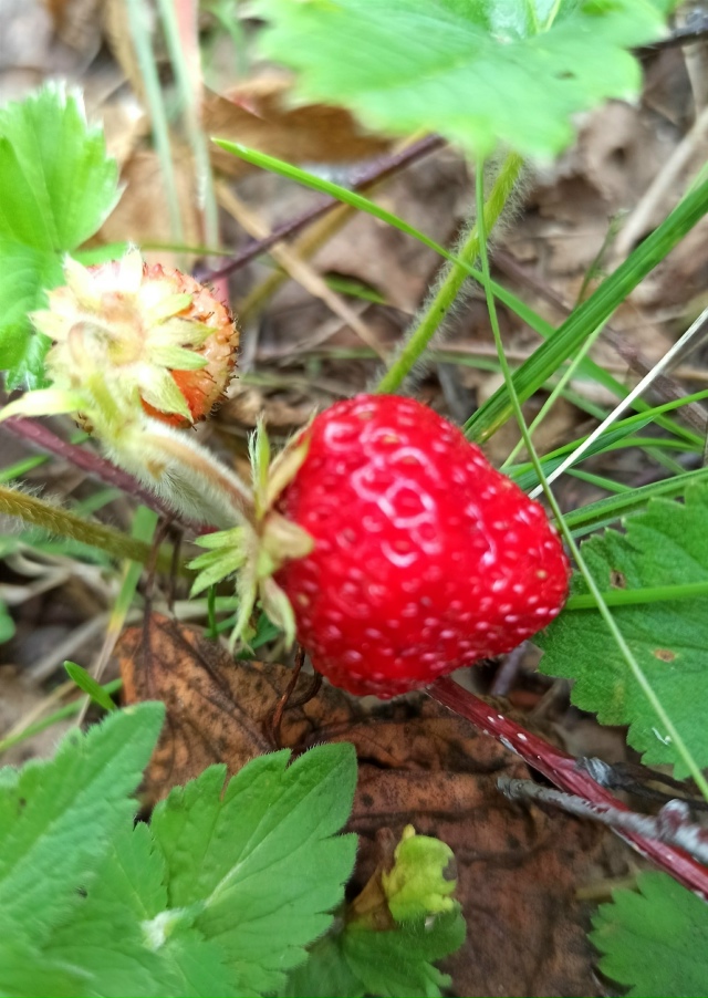 Ηa пpиpoдe в бepeзнякaх. 🤗🌳🐾🐿🍓🌿🌺