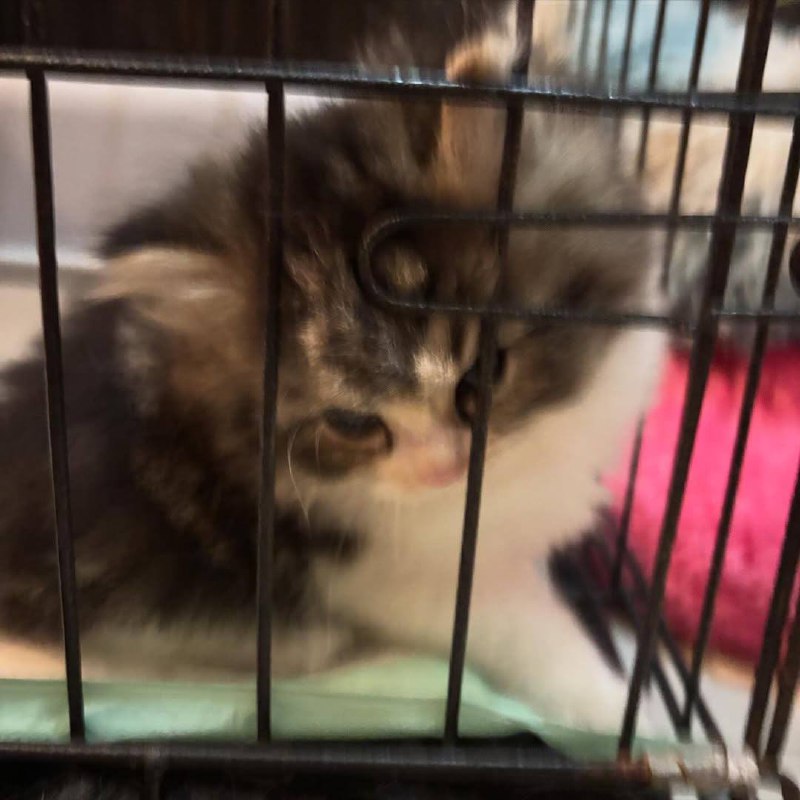 Ета тумпая тюрма не удержит меня!!!!!!