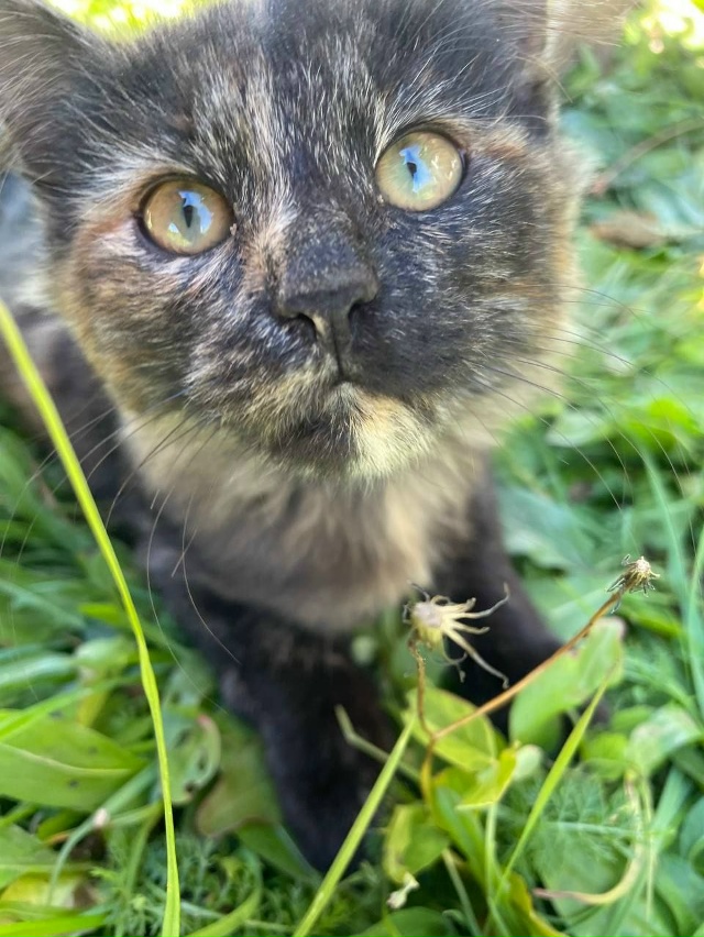 Вот такой котенок пришёл на дачу. Ночь плакала. Её впус?...