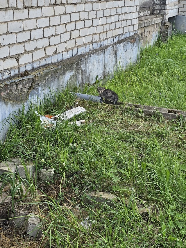 На Кирова 7 котёнок один. Может нужен кому.