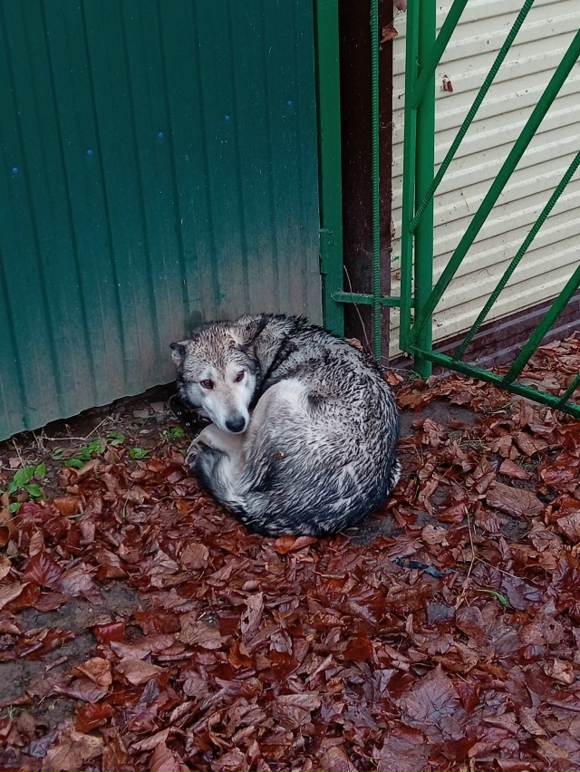 чья потеряшка, с ошейник ом и цепью
по улице звезды в ст...