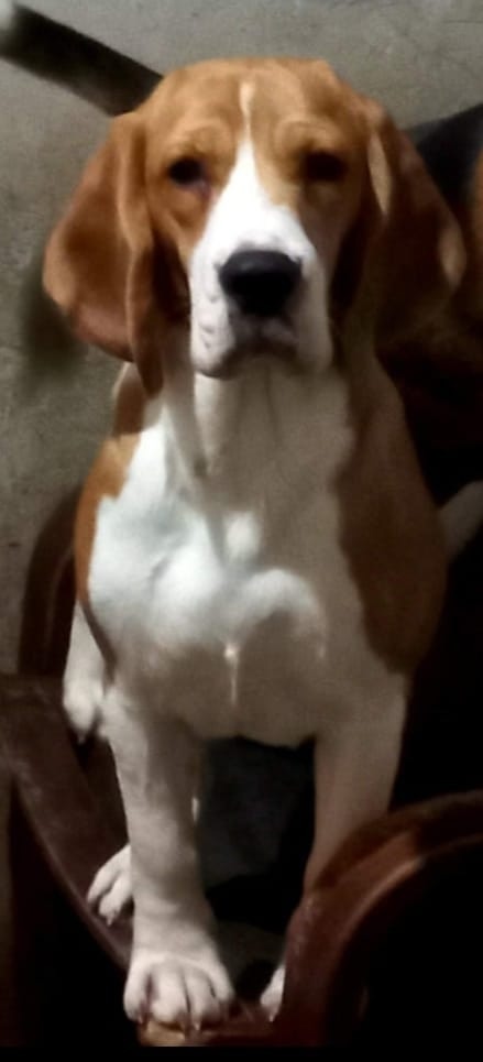 Очень нужна помощь в поисках!!!
Девочка, породы Биг?...