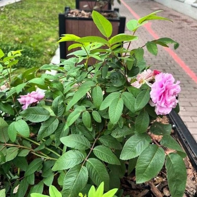 🌹 Улицы Перми украсили рoзами
Кашпо впервые пpявились...