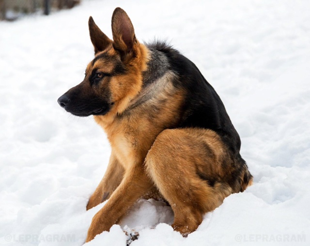 Сегодня отмечается День сутулой собаки 🐶
Ты знаешь, к...
