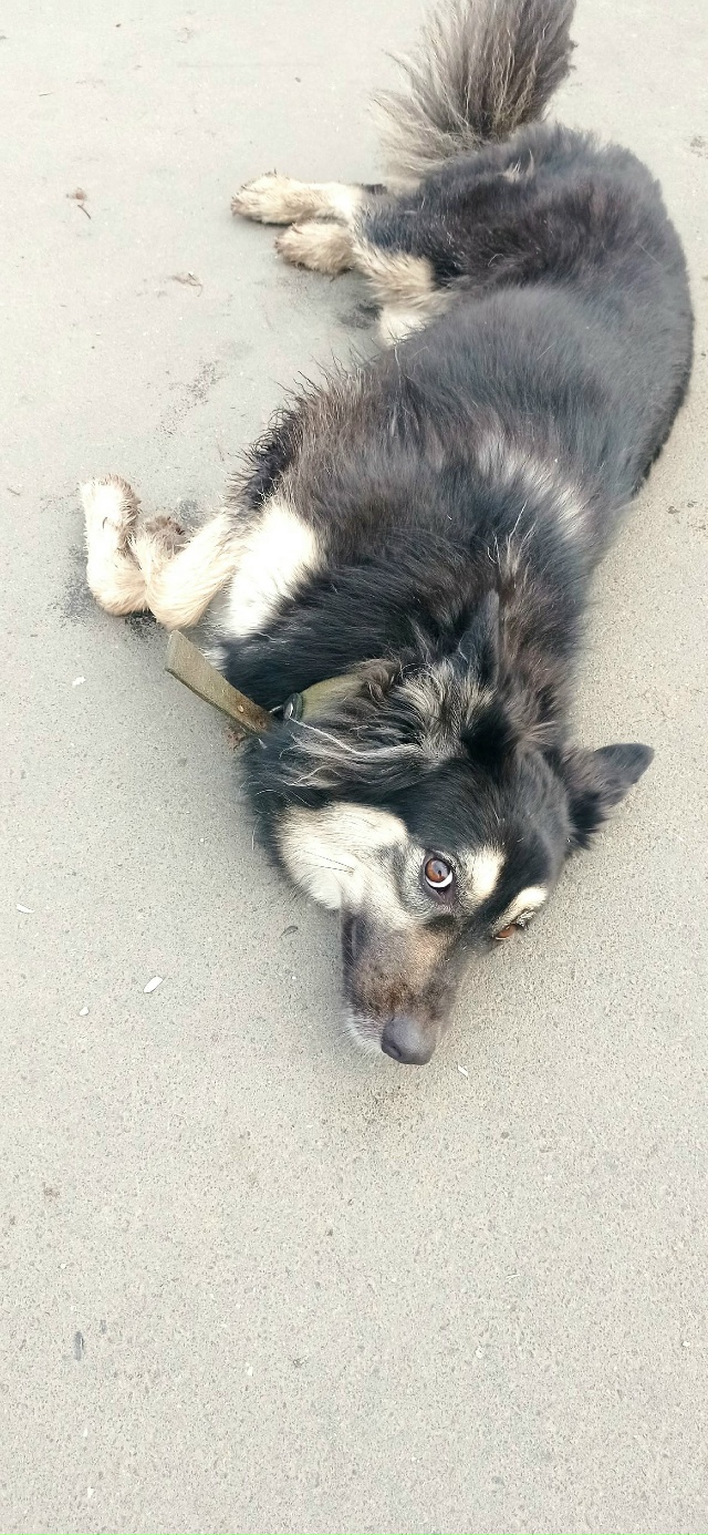 Кто потерял собаку, сейчас находится у красного белого...