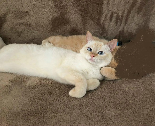 Кошечка домашняя (не уличная), возраст 8 лет, ласковая, с...