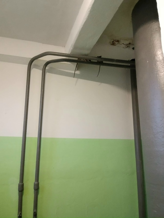 Крыс становится всё больше. Волховский проспект 55 под?...