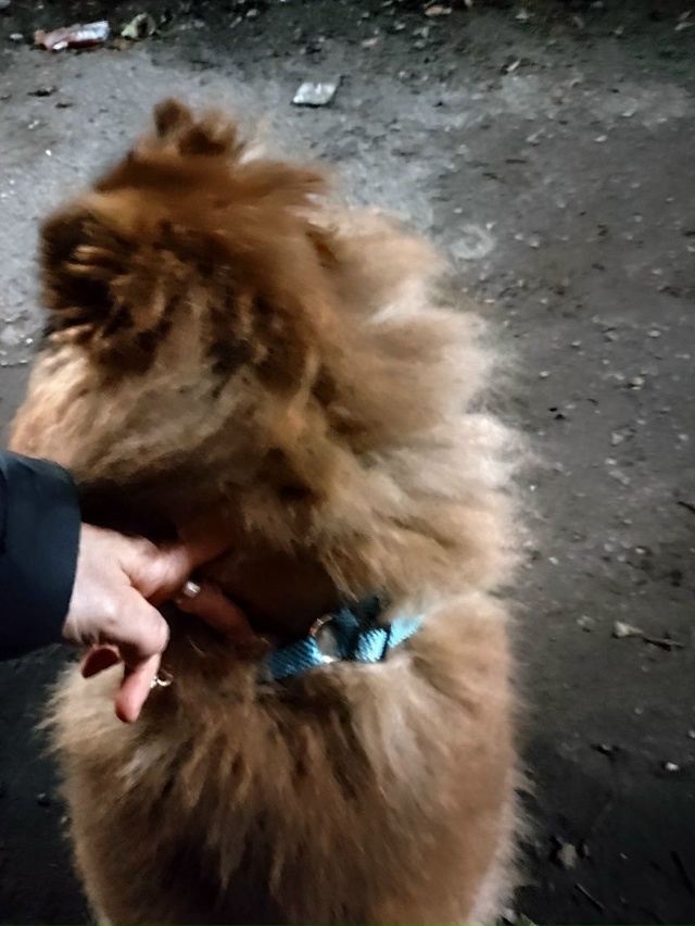 Сегодня вечером найден шпиц, кобель, бегал без сопрово?...